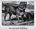 Ancient Bulldog