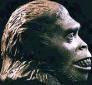 Australopithecus bahrelghazali