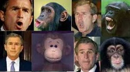 Pick the Chimp