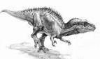 Carcharodontosaurus Saharicus