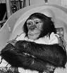 Ham the Chimp (1956-83)