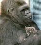 Koko the Gorilla and her Kitten, 1985