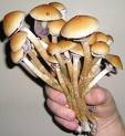 Sprouting Like Mushrooms?