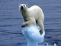 Polar Bear on Melting Ice Floe
