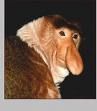 Proboscis Monkey (Old World)