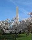 Washington, D.C. Yoshino Cherry Trees, 1912-